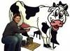 Milking Cow