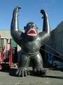 Gorilla